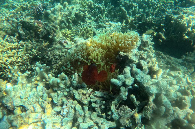 Snorkeling at Menjangan Island Bali Hidden Underwater Gem - Price and Value: Is $48 Fair for This Setup?