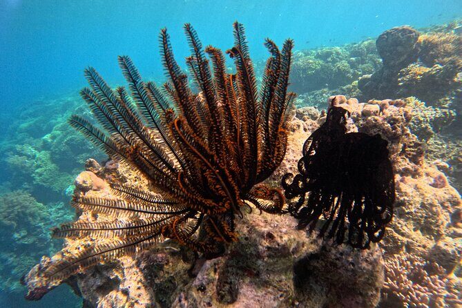 Snorkeling at Menjangan Island Bali Hidden Underwater Gem - Who Should Book Menjangan Snorkeling (and Who Might Want Another Plan)