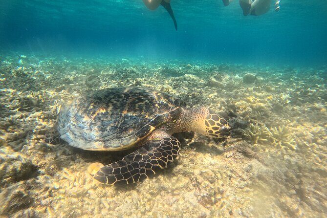 Snorkeling at Menjangan Island Bali Hidden Underwater Gem - Reef Gardens With a Guide: The Part Where You Learn to Look