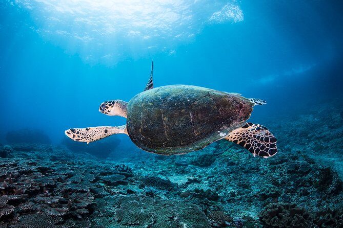 Snorkeling in Menjangan Marine Park - Discover abundant marine life of Pemuteran - Menjangan Marine Park: where shallow snorkeling actually makes sense