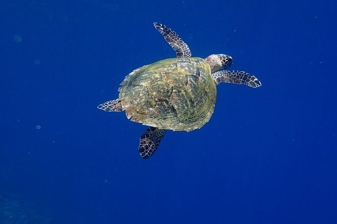 Snorkeling in Menjangan Marine Park - Discover abundant marine life of Pemuteran - Menjangan Island snorkeling: warm water, clear views, real reef time