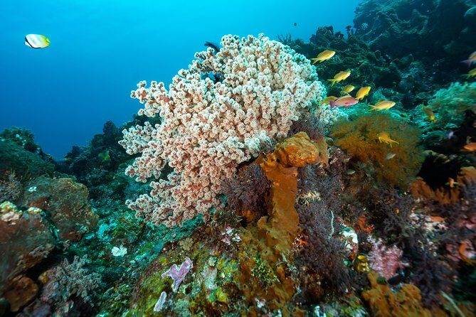 Snorkeling in Menjangan Marine Park - Discover abundant marine life of Pemuteran - Lunch break on the limestone temple side of deer island
