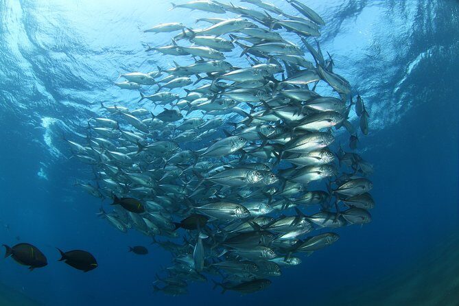 Snorkeling in Menjangan Marine Park - Discover abundant marine life of Pemuteran - Boat trip comfort: snacks, facilities, and small-group pacing