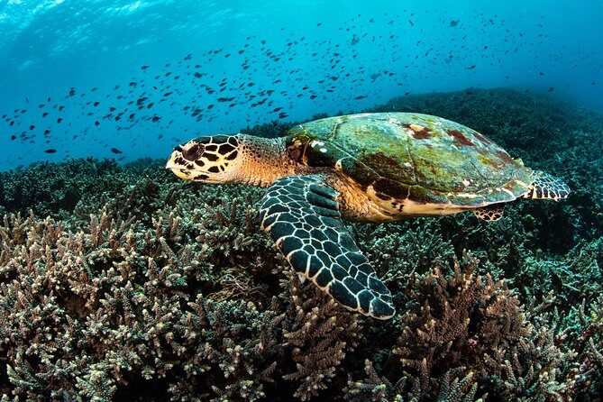 Snorkeling in Menjangan Marine Park - Discover abundant marine life of Pemuteran - Price and value: what $42.18 covers, and what to budget on top