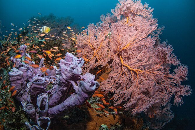 Snorkeling in Menjangan Marine Park - Discover abundant marine life of Pemuteran - From Pemuteran to Menjangan: short transfer, fewer headaches