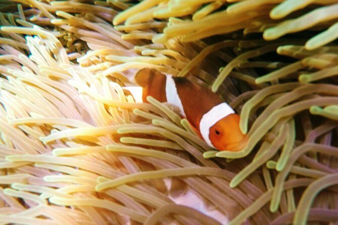 Snorkeling Package at Padang Bai Blue Lagoon - Padang Bai Blue Lagoon: why this area is so worth your time