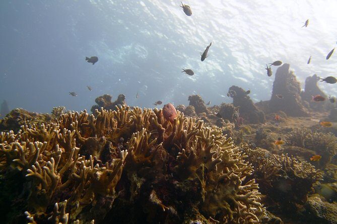Snorkeling Package at Tulamben Liberty Shipwreck - USS Liberty Wreck Snorkeling: Two Sessions on One of Bali’s Most Famous WWII Sites