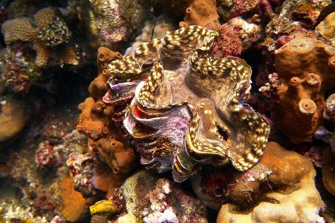 Snorkeling Package at Tulamben Liberty Shipwreck - What’s Included (and What’s Not): Your Pack List for a Smooth Day