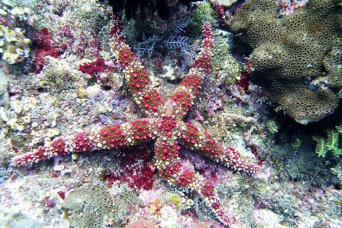 Snorkeling Package at Tulamben Liberty Shipwreck - Price and Value: Is $58.98 a Good Deal?