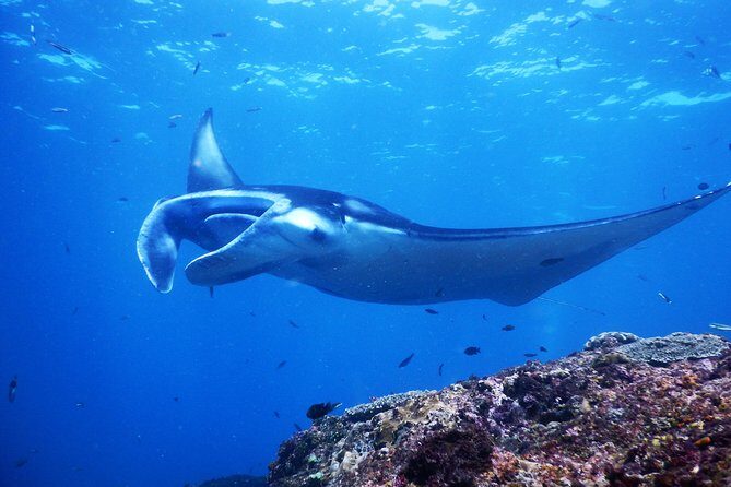 Snorkeling Trip Nusa Penida Bali - Nusa Penida by high-speed boat: how the day runs