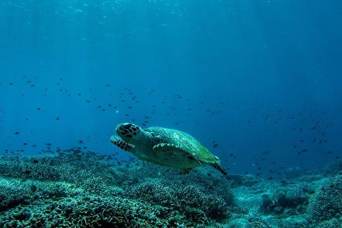 Snorkeling Trip Nusa Penida Bali - Guides, gear, and safety: why this feels more dialed than generic