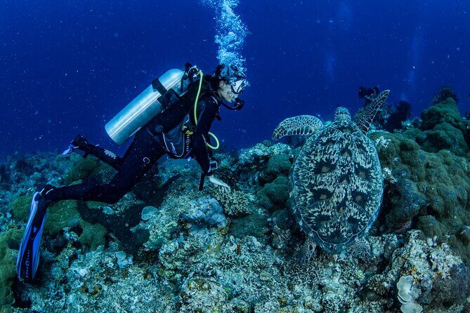 Snorkeling Trip to Menjangan Island - Guides, conservation, and spotting turtles: what to expect in the water