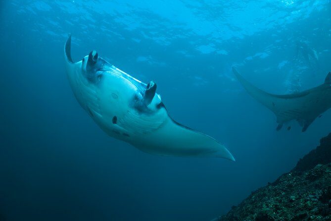Snorkelling with Manta Rays at Nusa Penida and Lembongan - Key things that make this snorkel day work