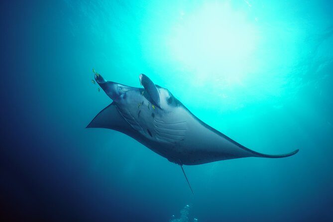 Snorkelling with Manta Rays at Nusa Penida and Lembongan - The second stop choice: Crystal Bay turtles or Nusa Lembongan coral
