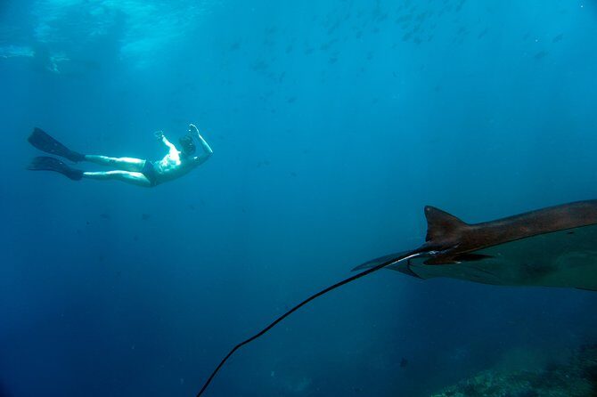 Snorkelling with Manta Rays at Nusa Penida and Lembongan - Who this tour fits best