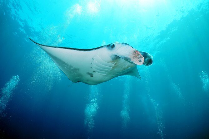 Snorkelling with Manta Rays at Nusa Penida and Lembongan - How the speedboat day runs from Bali