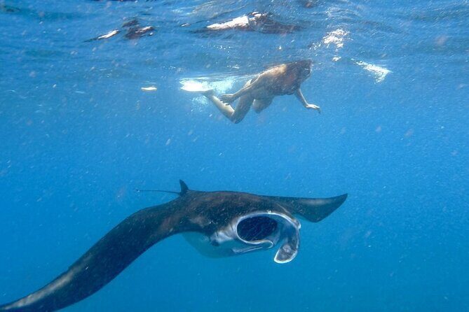 Swim with Manta Rays: Snorkeling Day Trip from Bali - Key things I’d bookmark before you go