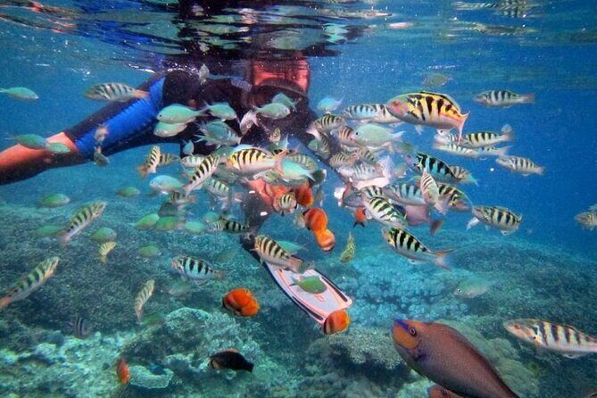 Swim with Manta Rays: Snorkeling Day Trip from Bali - Mangrove Forest by boat: the good reset after open water