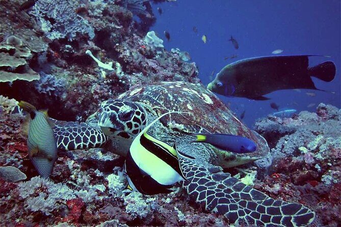 Swim with Manta Rays: Snorkeling Day Trip from Bali - Manta Bay snorkeling: your best shot at giant rays