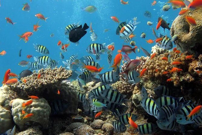 The Best 2-point Snorkeling in Padangbai: Blue lagoon and Tanjung jepun - Tanjung Jepun Snorkeling: Clear Water, Small Fish, Beginner-Friendly