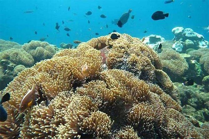 Tour Gate of Heaven at Lempuyang Temple - Blue Lagoon Snorkeling with lunch - Driver quality: the personal touch shows up in the reviews