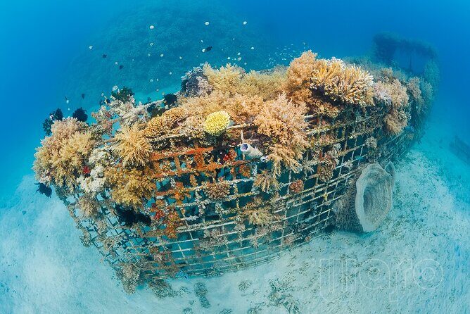 Try Dive Program in the Biorock Pemuteran - What makes Karang Divers Bali feel professional (and why you should care)