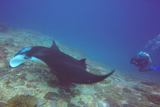 Try Diving in Manta Point - Nusa Penida - Starting at Neptune Scuba Facility in Sanur: Theory, Gear, and Real Setup Time