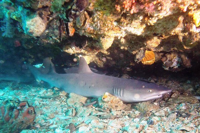 Try Scuba Diving at Padang Bai - What you’ll see underwater at Padangbai