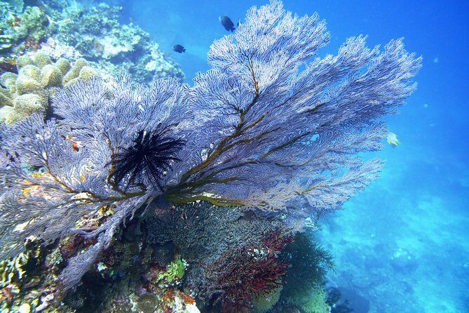 Try Scuba Diving at Tulamben Shipwreck - What’s included (and what that means for value)