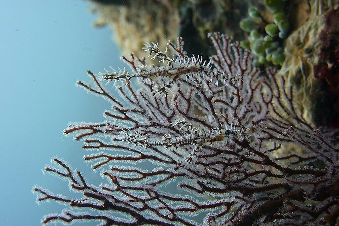 Try Scuba Diving at Tulamben Shipwreck - USAT Liberty underwater sessions: what you’ll be doing at each time block