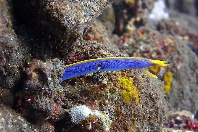 Try Scuba Diving at Tulamben Shipwreck - Practical tips to get the most from your first wreck time