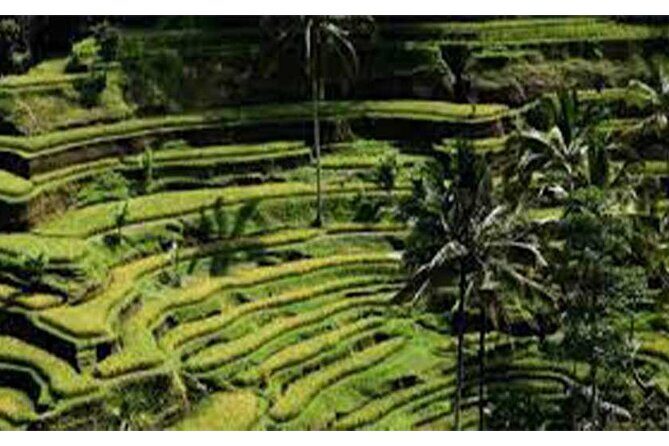 Ubud ATV Quad Bike, Monkey Forest and Rice Terrace - ATV quad biking in Ubud: safety basics and the kind of driving you should expect