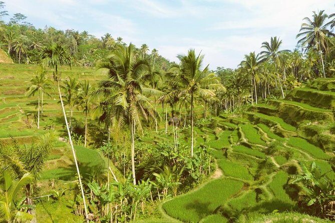 Ubud Combine Mount Batur Kintamani Tour - Tegalalang rice terraces: where the viewpoints do the work