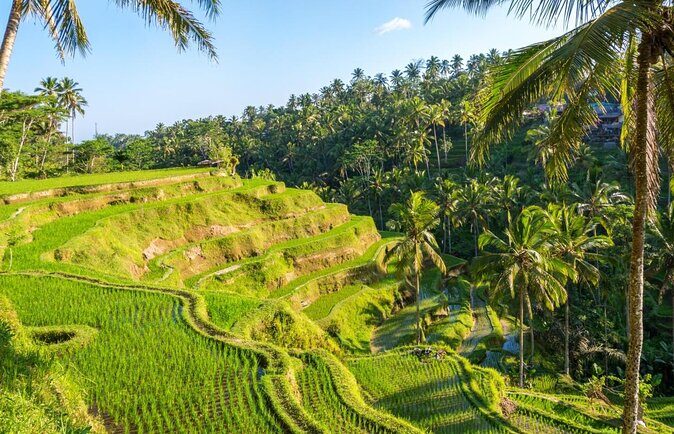 Ubud Customized Private Tour - Key things that make this Ubud day work so well