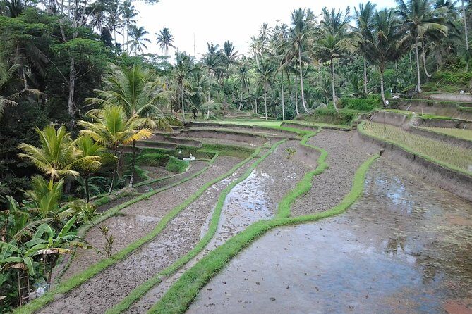 Ubud Customized Private Tour - How much it costs, and why it can still feel like a bargain