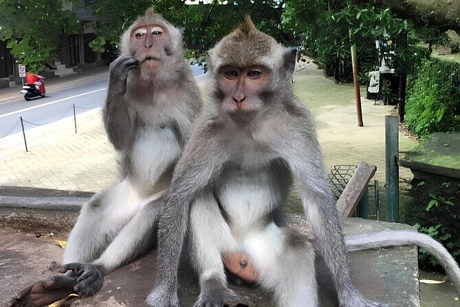 Ubud Highlights Rice Terraces, Temple, Waterfall & Monkeys forest - How long is enough time for each stop?