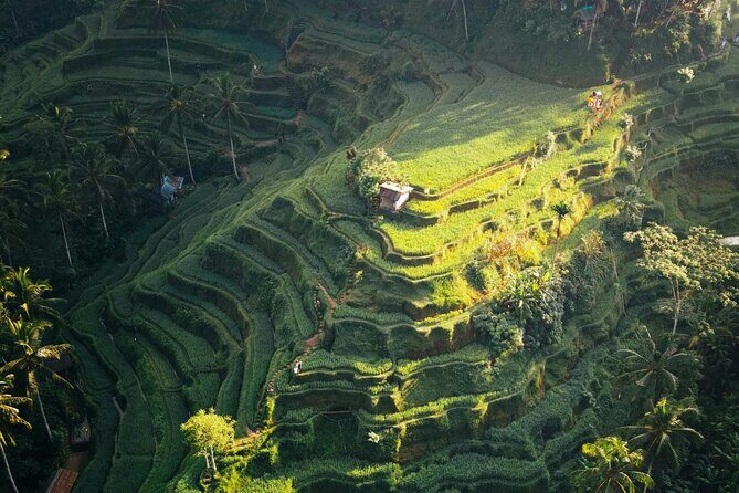 Ubud Iconic Full Day Tour Monkey Forest Rice Terraces Waterfalls - Tegallalang Rice Terrace: Ancient Farming Traditions and Icon Views