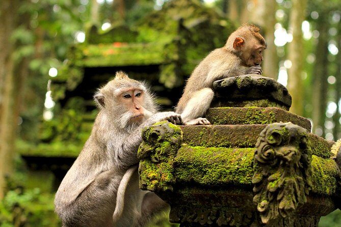 Ubud Sacred Monkey Forest & Art Village Tour - A Half-Day Ubud Plan That Actually Works for Limited Time