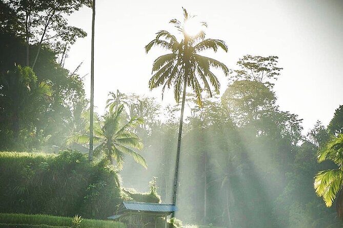 Ubud Temples, Waterfalls, Rice Terraces & Balinese Culture - Comfort and timing: the real value of the private van and guide