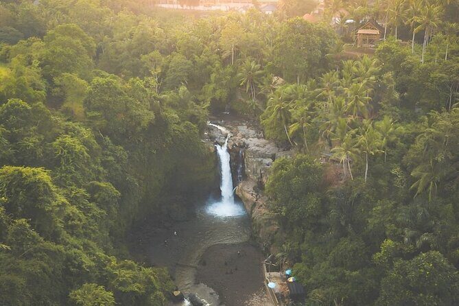Ubud Tour with Jungle Swing and Waterfall Water Temple - Sacred Monkey Forest Sanctuary: protected jungle, long-tailed locals