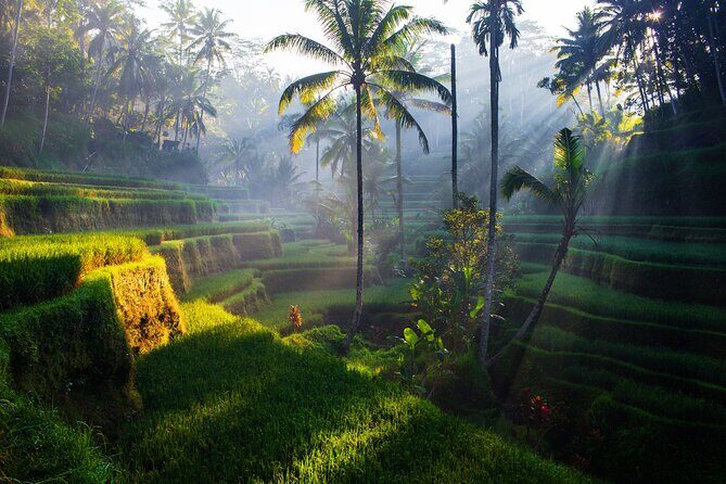 Ubud waterfall, rice terraces, and swing explore - Transportation, Timing, and What to Bring From Jimbaran