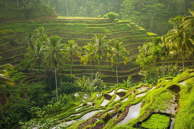 Ubud waterfall, rice terraces, and swing explore - Price Breakdown: Your $41 vs. the $25 Swing Fee
